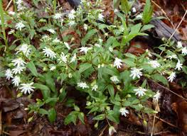 Image result for Stellaria