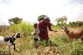 Lifelong Learning For Farmers - Commonwealth Of Learning
