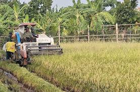 ĐẨY NHANH THU HOẠCH VỤ MÙA - KHẨN TRƯƠNG GIEO TRỒNG CÂY VỤ ĐÔNG