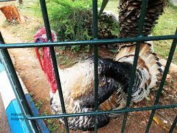 Sama seperti black turkey, ayam kalkun ini juga termasuk domestik. Kalkun Suaranya Khas Harganya Mahal Halaman All Kompasiana Com