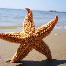 It's an echinoderm, closely related to sea urchins and sand dollars. Starfish Estrellas De Mar Estrela Do Mar Star Fish 2pcs Natural Dried Starfish Sea Star Beach Craft Wedding Party Homedecoration Shells Starfishes Aliexpress