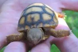 How to care for baby turtles. Baby Turtle Care With Video Guide All Turtles