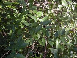 Image result for Apocynaceae subfamily Periplocoideae