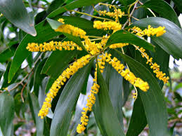 Image result for Acacia afra