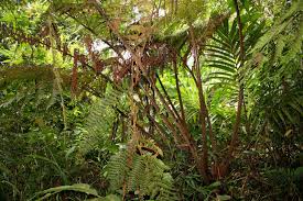 Image result for Pleopeltis  × simiana