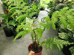 Image result for Cyathea cf. humilis