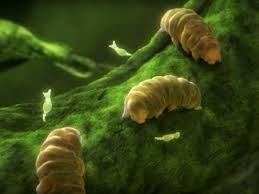 Image result for tardigrade images