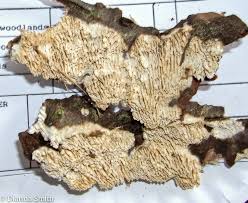 Image result for Heteromorpha