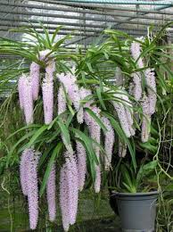 Image result for Rhynchosia pseudoviscosa