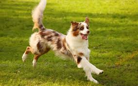 Ordering prescription heartworm prevention for cats is a simple process. Is Your Pet On Heartworm Prevention Paws Claws Animal Hospital