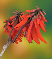 Image result for Tessmannia burttii