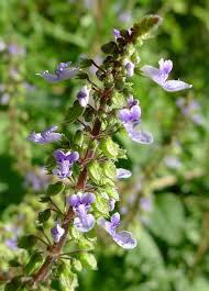 Plants have been used as symbols for thousands of years. Plectranthus Parviflorus Cockspur Flower Creeping Charlie Little Spurflower Spurflower Swedish Ivy White Edged Swedish Ivy North Carolina Extension Gardener Plant Toolbox