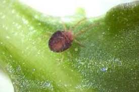 Maybe you would like to learn more about one of these? Clover Mites Plant Pest Diagnostics