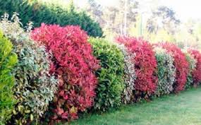 Avoir Une Haie Fleurie Toute L Annee Une Mission Possible Archzine Fr Haies De Jardin Arbuste Et Idees Jardin