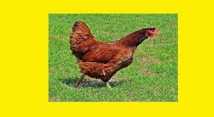 Tavuk Tilki Ve Fare Harisoglu Com