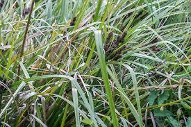 Image result for Cyperus rigidifolius