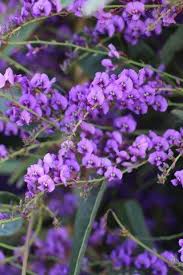 Image result for Landolphia violacea