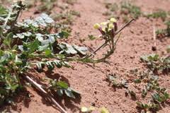 Image result for Erucastrum arabicum