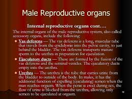 Find out in this lesson that explores the inner workings of the male reproductive system and the pathway. Warren Consolidated Growth And Development Ppt Download