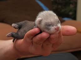 Baby Ferrets For Sale Google Search Baby Ferrets Ferret Cute Ferrets