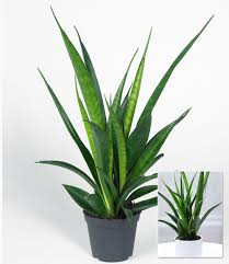 Sansevieria Kirkii Pflanzen Zimmerpflanzen Grunpflanzen