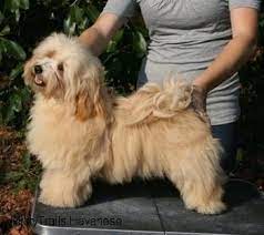When i researched the breed i found that there was a genetic flaw with the shorthaired. Havanese Dog Breed Pictures 14