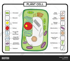 119,000+ vectors, stock photos & psd files. Vector Plant Cell Vector Photo Free Trial Bigstock