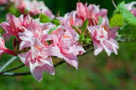 Electric Lights Double Pnk Azalea First Editions Fall Plants Flowering Shrubs Fall Landscaping