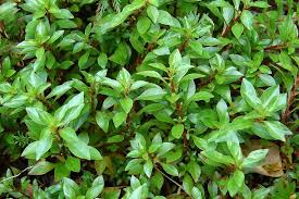 Image result for Ludwigia