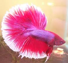 Live betta fish big male violet hot pink perfect rosetail halfmoon #899 these pictures of this page are about. Pink Betta Betta Fish Betta Beta Fish