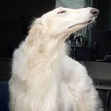 Последние твиты от spooky scary borzoi (@direborzoi). Internet Adores This Very Long Dog With Even Longer 12 2 Inch Snout 30 Pics Bored Panda