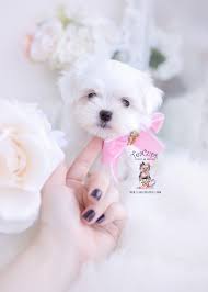 While in our care, all of our puppies rest and play comfortably in a private puppy room, eat the best organic foods available and receive top notch veterinary care. Maltese Puppies Brickell Miami Fl Teacup Puppies Boutique