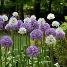 900 x 600 jpeg 65 кб. 39 Purple Flowers Ideas Purple Flowers Longfield Gardens Flowers