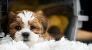 A group from the helen woodward animal center will step off a plane at san diego international airport tuesday with 80 dogs and cats orphaned from houston shelters after the devastating storm. Lost Found