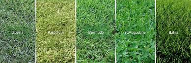 Maintaining a centipede grass lawn. Choose A Grass Type For Your Lawn Lawn Dethatcher Reviews Lawn Grass Types Grass Type Dethatching Lawn