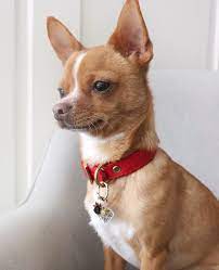 Eddie The Chihuahua Cute Dog On Instagram Your Order Is Out For Delivery Me All Day Chihuahua Cute Cute Dogs Chihuahua