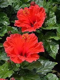 Image result for Hibiscus sidiformis