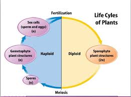 Asexual Vs Sexual Reproduction Grade 11 University Biology