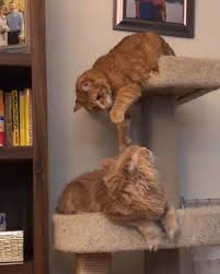 3d Cat Fight Cool Cat Tree House Today Pin Cool Cat Trees Cool Cats Cats