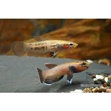Betta Channoides Pair Betta Tropical Freshwater Fish Betta Fish