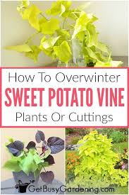 How To Overwinter Sweet Potato Vines Sweet Potato Plant Vine Sweet Potato Vine Potato Vines