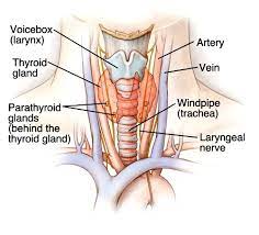 In the neck inferior the larynx and spanning over the ventral surface of trachea• function: Thyroid Gland Clinical Anatomy Operative Surgery Facebook