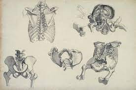Most people have 24 ribs, with 12 on each side of the body. Drawings Of Human Bones Mainly Rib Cage And Pelvis Works Of Art Ra Collection Royal Academy Of Arts