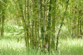 Image result for Bambusa balcooa