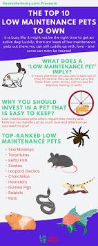 Going on vacation is one of the best experiences — you get to escape responsibilities, see a new place and create new memories. The Top 10 Low Maintenance Pets To Own I Love Veterinary