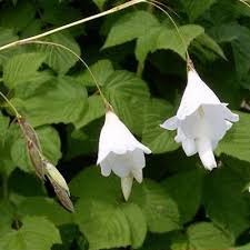 Image result for Dierama formosum × plowesii