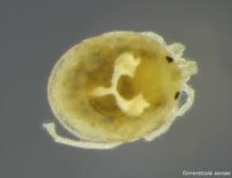 Image result for Liparis killmanniae