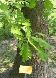 Image result for Quercus macrocarpa