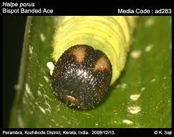 Internet service provider, it tecknology. Halpe Porus Bispot Banded Ace Butterflies Of India