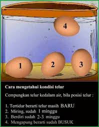 Dari Dapur TOKMA - CARA UJI KESEGARAN TELUR ========================  Sebelum membuat kek, sila buat ujian kesegaran telur dulu ye kerana tahap  kesegaran telur sangat mempengaruhi kejadian kek yang bakal anda hasilnya.  Jika